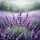Lavender Flower Field - Home Decor Gift for Garden Lover Spare Tire Cover - 6