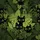 Black Cats Wide Yellow Eyes Tropical Leaves - Outdoor Cat Lover Travel Gift Spare Tire Cover - 6