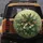 Bird-of-Paradise Plumeria Tropical Foliage - Outdoor Lifestyle Gift Spare Tire Cover - 5