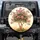 Oleander Floral Blossom Green Foliage Birds Botanical Field - Home Decor Gift Spare Tire Cover - 1