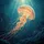 Glowing Pacific Sea Nettle Jellyfish Ocean Coral Fish - Ocean Lover Gift Spare Tire Cover - 6