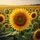 Sun-Drenched Sunflower Field Landscape - Summer Road Trip Gift for Garden Lover Spare Tire Cover - 6