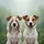 Fluffy Brown Patch Jack Russell Terriers Paws See No Evil - Pet Lover Home Decor Gift Spare Tire Cover - 6