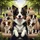 Black White Border Collie Car Interior Park Landscape - Dog Lover Gift for Pet Owners Spare Tire Cover - 6