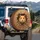 Golden Brown Curious Hamster Peeking Shredded Cardboard Box - Pet Lover Gift Spare Tire Cover - 3