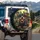 Rottweiler Family and Puppies Sunlit Forest - Dog Lover Gift for Rottweiler Owners Spare Tire Cover - 3