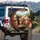 Miniature Poodles Driving Vehicle Interior Sky View - Dog Lover Daily Commute Lifestyle Gift Spare Tire Cover - 3