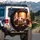 Guinea Pig Adventurers Autumn Drive - Forest Journey Home Decor Gift for Pet Lovers Spare Tire Cover - 3