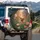 Peacock Butterfly Pink Bloom Garden Foliage - Wildlife Lover Gift Spare Tire Cover - 3