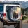 Brown Grizzly Bear Snow-Covered Pine Forest Golden Sunlight - Wildlife Lover Gift Spare Tire Cover - 3