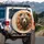 Majestic Grizzly Bear Autumn Leaves Berries Branches Forest - Wildlife Lover Gift Spare Tire Cover - 3