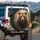 Brown Grizzly Bear Forest Wilderness - Wildlife Lover Gift for Bear Lovers Spare Tire Cover - 3