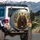 Grizzly Bear Roaring Pine Forest - Wildlife Lover Gift Spare Tire Cover - 3