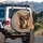 Small Brown Chihuahua Dog Portrait with Soulful Eyes - Dog Lover Vehicle Decor Gift Spare Tire Cover - 3