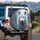 White Wolf Ice-Blue Eyes Red Rose Snow-Dusted Branches - Winter Wildlife Lover Gift Spare Tire Cover - 3