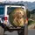 Golden Retriever Autumn Foliage Outdoor Scene - Dog Lover Gift Spare Tire Cover - 3