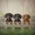 Three Dachshund Dogs Peeking Over Rustic Wooden Fence - Dog Lover Home Decor Gift Spare Tire Cover - 6
