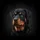 Rottweiler Puppy Head Tilt Black Tan Fur Deep Black Background - Pet Owner Gift Spare Tire Cover - 6
