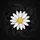 White Daisy Yellow Stamen Dark Botanical Leaves Organic Forms - Garden Lover Gift Spare Tire Cover - 6
