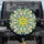 Teal Lime Stained Glass Six-Petal Flower Jewel Leaf - Garden Lover Home Decor Gift Spare Tire Cover - 1