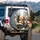 Alpaca Family Modern Vehicle City Skyline - Animal Lover Road Trip Gift Spare Tire Cover - 3