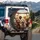 Fluffy Doodle Dogs Outdoor View Scene - Dog Lover Road Trip Gift Spare Tire Cover - 3