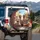 Laughing Greyhounds Cats Sunglasses Classic Car - Road Trip Gift Spare Tire Cover - 3
