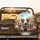 Laughing Greyhounds Cats Sunglasses Classic Car - Road Trip Gift Spare Tire Cover - 2