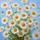 Daisy Garden Sky - Garden Lover Outdoor Decor Gift Spare Tire Cover - 6