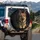 Prominent German Shepherd Dog Paws Front Facing - Dog Lover Gift Spare Tire Cover - 3