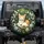 Ginger Tabby Kitten Garden Blossoms - Cat Lover Home Decor Gift Spare Tire Cover - 1
