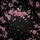 Cherry Blossoms Floral Branch Leaves Field - Home Decor Gift for Garden Lover Spare Tire Cover - 6