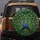 Majestic Peacock Pair Emerald Gold Sapphire Feather Eyespots - Wildlife Lover Home Decor Gift Spare Tire Cover - 5