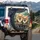 Fluffy Pomeranian Dogs Happy Expressions Road Trip - Dog Lover Gift Spare Tire Cover - 3