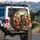 Seven Dachshunds Steering Car Interior Panoramic Road Trip - Travel Essentials Spare Tire Cover - 3