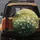 White Snowdrop Flowers Dewy Green Grass - Spring Home Decor Gift for Garden Lovers Spare Tire Cover - 5