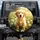 Fluffy Golden Retriever Puppy White Daisy Wild Green Foliage Sunlit Meadow - Dog Lover Gift Spare Tire Cover - 1