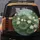 Asian Lotus Pond Flowers Leaves - Nature Lover Gift Spare Tire Cover - 5