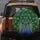Two Majestic Peacocks Symmetrical Fanned Iridescent Feather Eyespots - Wildlife Lover Gift Spare Tire Cover - 5