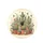 Potted Cacti Succulents Hummingbirds Desert Garden Decor Gift for Plant Lover Spare Tire Cover - 4