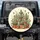 Potted Cacti Succulents Hummingbirds Desert Garden Decor Gift for Plant Lover Spare Tire Cover - 1