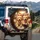 Golden Retriever Puppies Travel Cabin Adventure Road Trip Gift for Dog Lovers Spare Tire Cover - 3