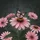 Monarch Butterfly Pink Coneflower Dark Green Foliage Floral - Garden Lover Gift Spare Tire Cover - 6