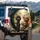 Fluffy Poodles Group Sunlit Park Garden - Dog Lover Vehicle Decor Gift Spare Tire Cover - 3