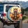 Majestic Tiger Sloth Aviator Sunglasses Steering Wheel - Travel Adventure Gift Spare Tire Cover - 3