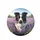 Black White Border Collie Dog Purple Lavender Field Scene - Dog Lover Home Decor Gift Spare Tire Cover - 4