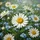 White Daisy Forget-Me-Not Flowers - Nature Lover Home Decor Gift Spare Tire Cover - 6