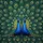 Symmetrical Peacocks Blue Heads Tail Feathers Wildlife Lover Gift for Peacock Lover Spare Tire Cover - 6