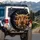 Majestic Highland Cow Herd Wild Daisy Botanicals - Farmhouse Home Decor Gift for Cow Lover Spare Tire Cover - 3