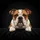 Bulldog Portrait Brown White Patchy Coat - Pet Lover Gift for Dog Owners Spare Tire Cover - 6